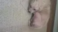 Pituca
