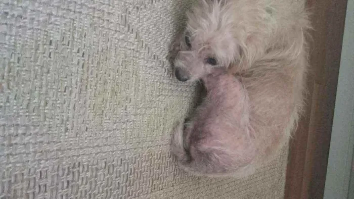 Cachorro ra a SRD idade 5 anos nome Pituca