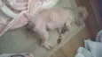 Pituca
