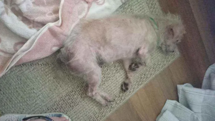 Cachorro ra a SRD idade 5 anos nome Pituca