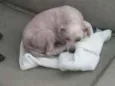 Pituca