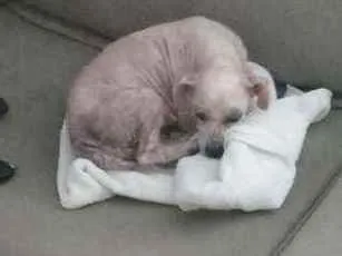 Cachorro ra a SRD idade 5 anos nome Pituca