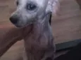 Pituca