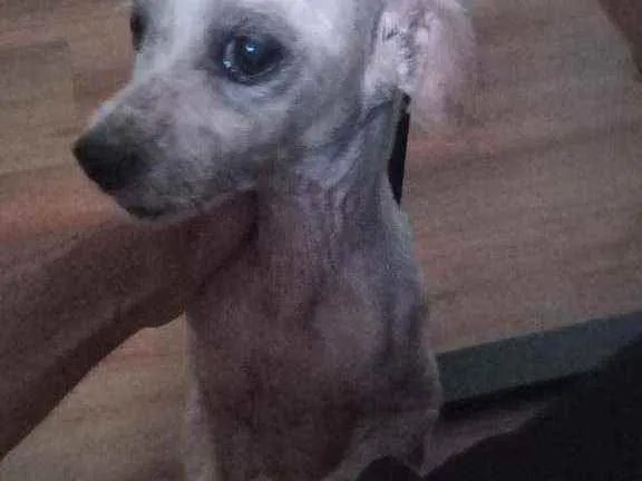 Cachorro ra a SRD idade 5 anos nome Pituca