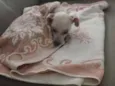 Pituca
