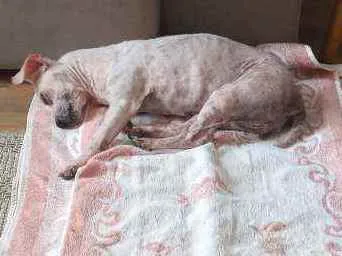 Cachorro ra a SRD idade 5 anos nome Pituca