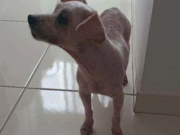 Cachorro ra a SRD idade 5 anos nome Pituca