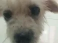 Pituca
