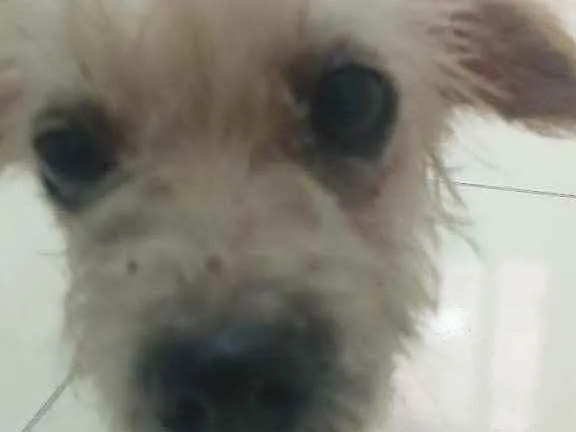 Cachorro ra a SRD idade 5 anos nome Pituca