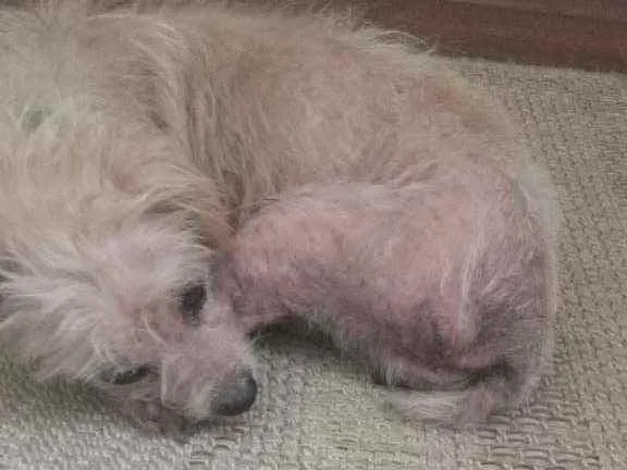Cachorro ra a SRD idade 5 anos nome Pituca