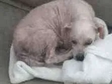 Cachorro ra a SRD idade 5 anos nome Pituca