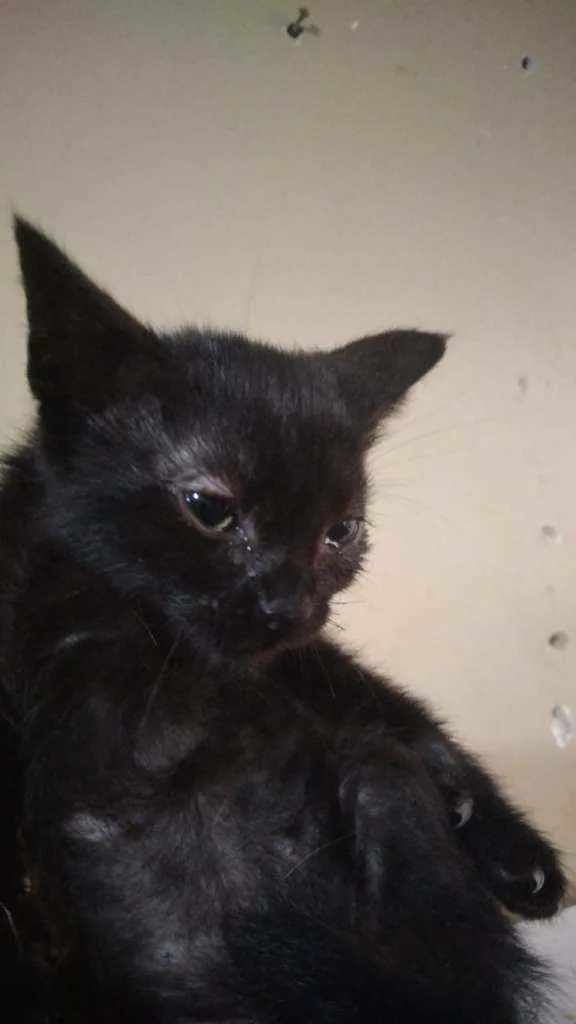 Gato ra a SRD idade 2 a 6 meses nome Jaqueline