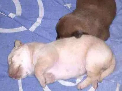 Cachorro ra a Mista idade Abaixo de 2 meses nome Sem nome ainda