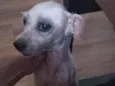 Pituca