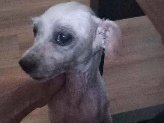 Cachorro ra a SRD idade 5 anos nome Pituca