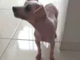 Pituca