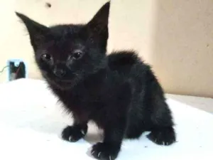 Gato raça SRD idade 2 a 6 meses nome Jaqueline