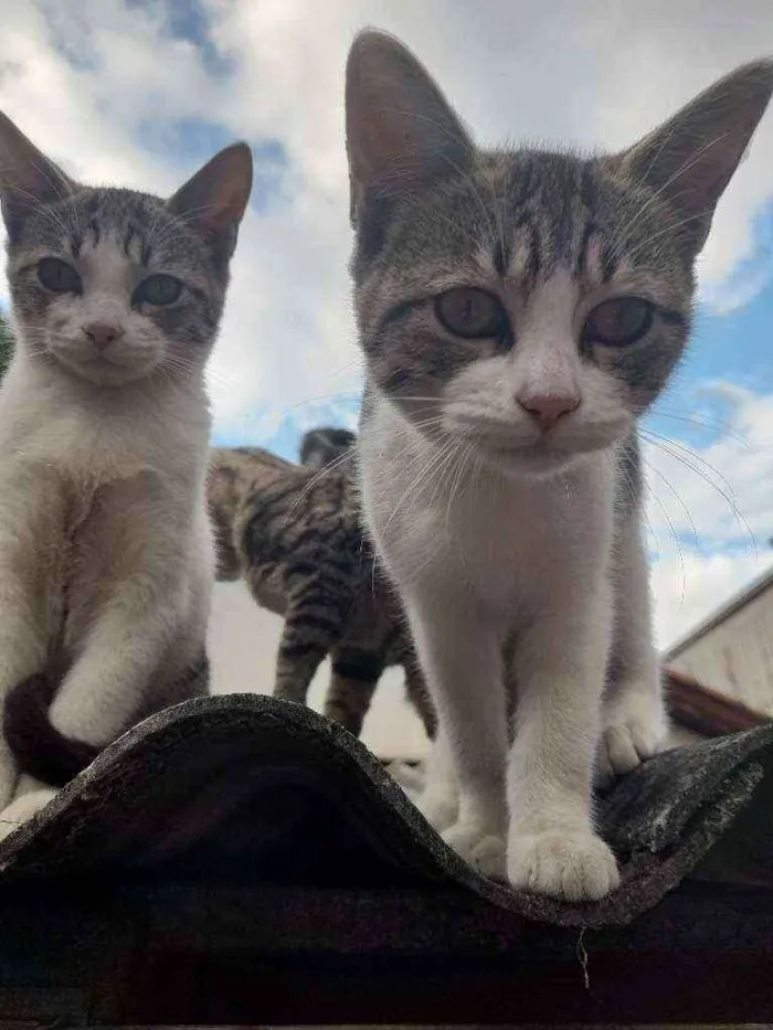 Gato raça  idade 2 a 6 meses nome Ariana Grande