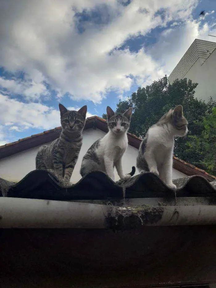 Gato raça  idade 2 a 6 meses nome Batman