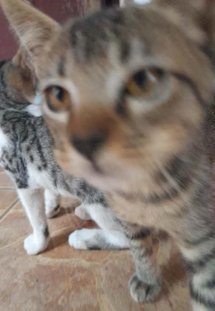 Gato raça  idade 2 a 6 meses nome Batman