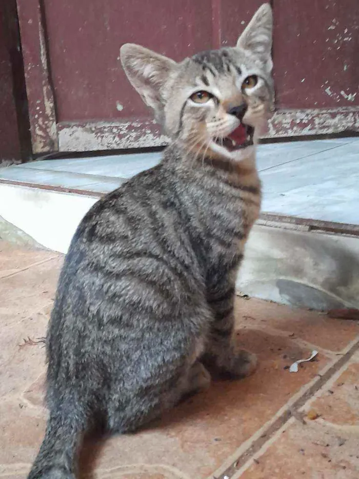 Gato raça  idade 2 a 6 meses nome Batman