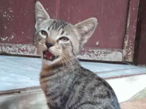 Gato raça  idade 2 a 6 meses nome Batman