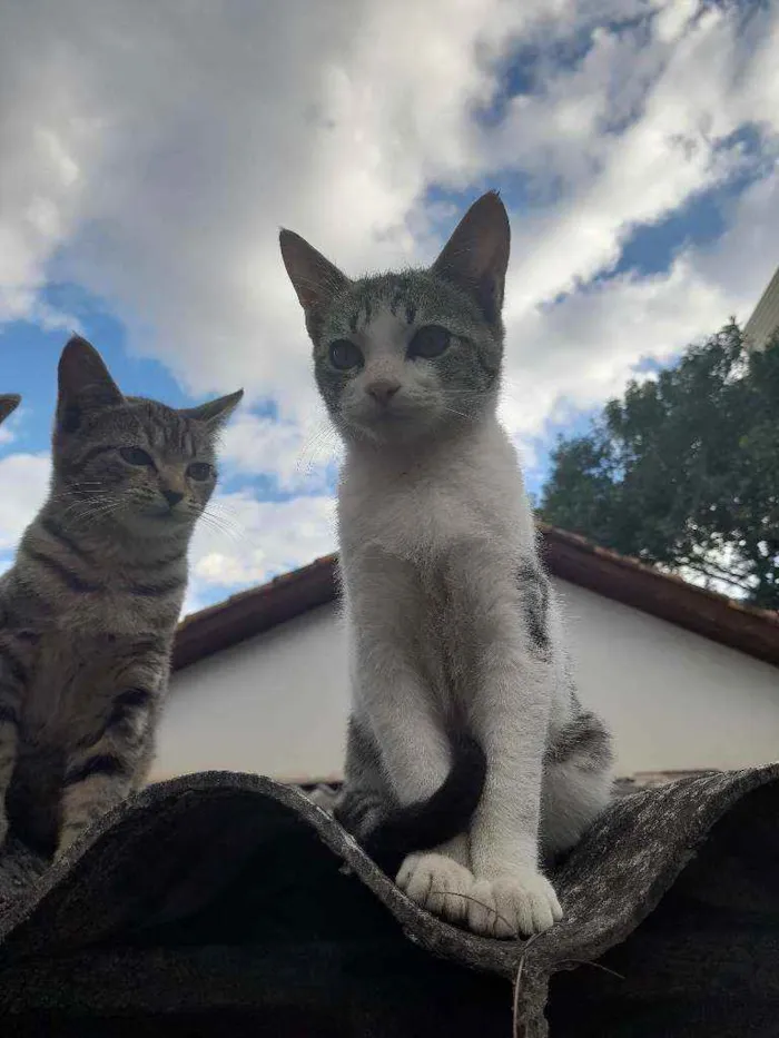 Gato raça  idade 2 a 6 meses nome Marreco