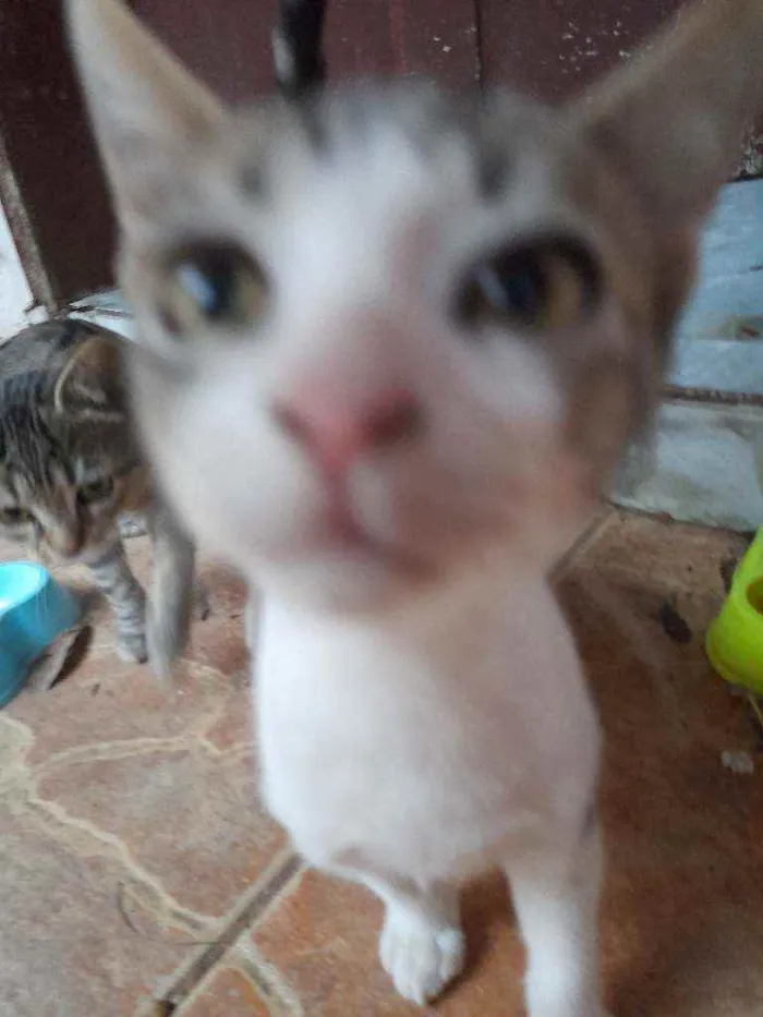 Gato raça  idade 2 a 6 meses nome Marreco