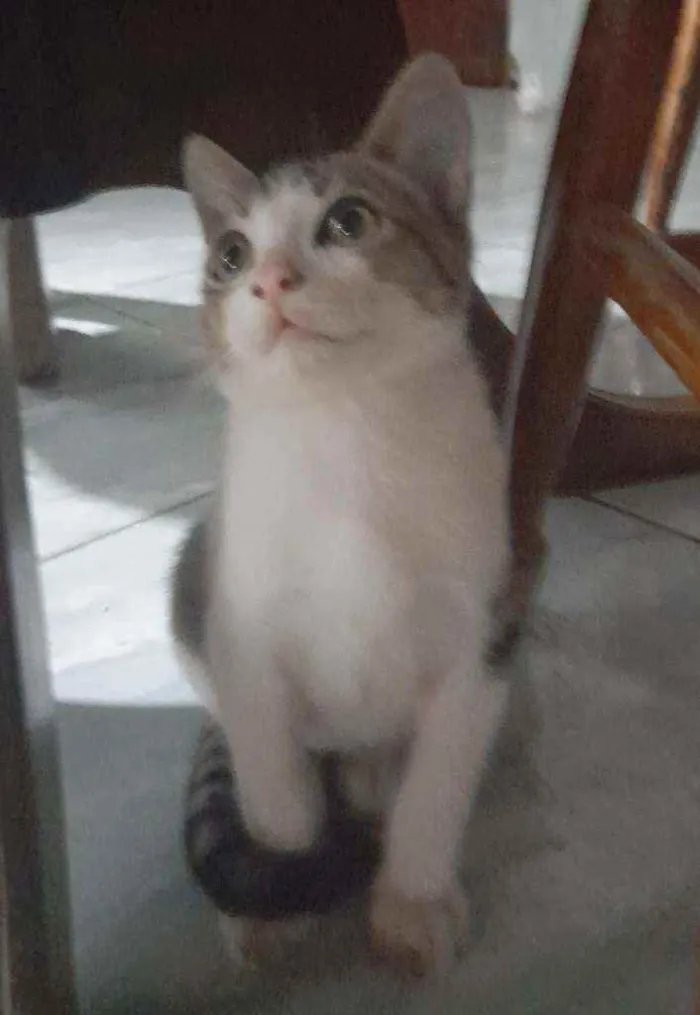 Gato raça  idade 2 a 6 meses nome Marreco