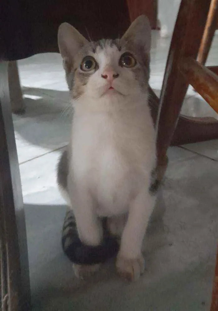 Gato raça  idade 2 a 6 meses nome Marreco