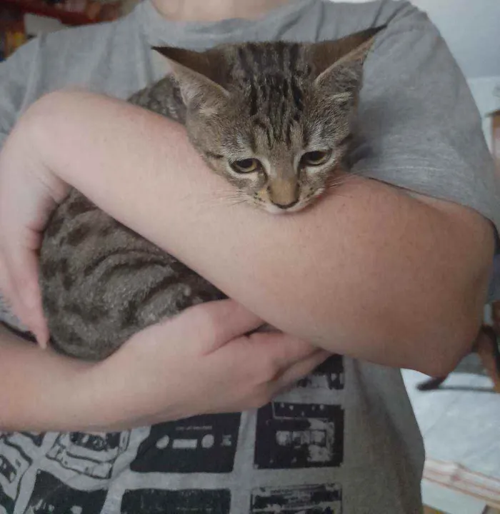 Gato raça  idade 2 a 6 meses nome Salamito
