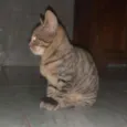 Salamito
