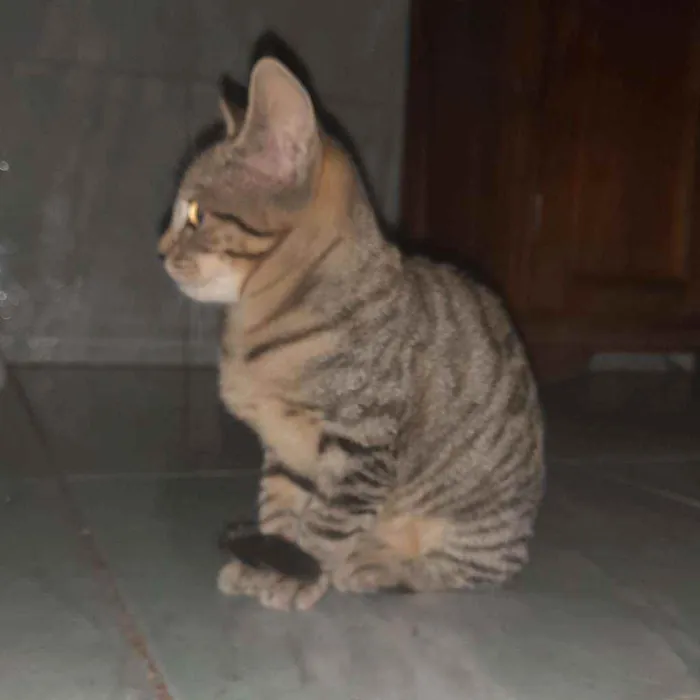 Gato raça  idade 2 a 6 meses nome Salamito