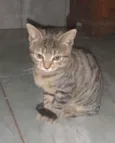 Salamito