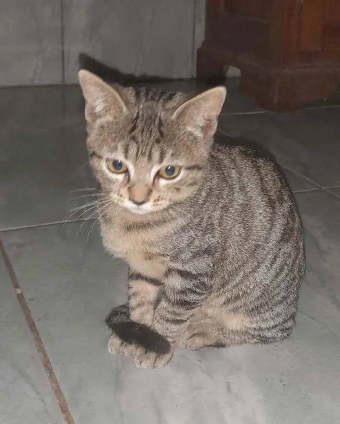 Gato raça  idade 2 a 6 meses nome Salamito