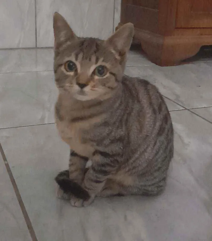 Gato raça  idade 2 a 6 meses nome Salamito