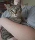 Salamito