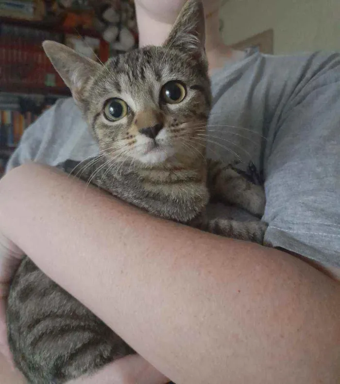 Gato raça  idade 2 a 6 meses nome Salamito