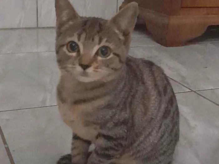 Gato raça  idade 2 a 6 meses nome Salamito