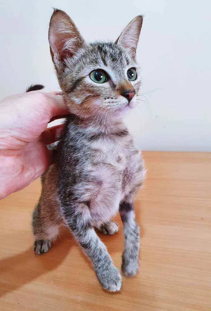 Gato raça SRD idade Abaixo de 2 meses nome JUJU TIGRADA