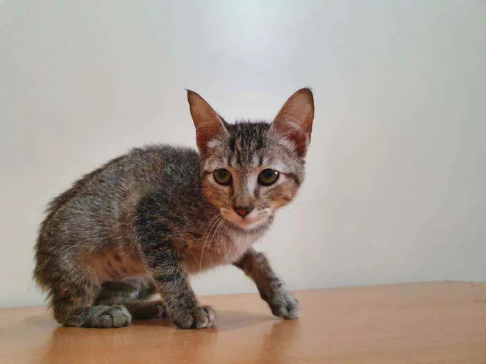 Gato raça SRD idade Abaixo de 2 meses nome JUJU TIGRADA