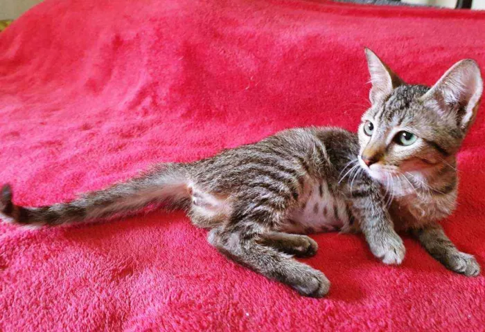 Gato raça SRD idade Abaixo de 2 meses nome JUJU TIGRADA