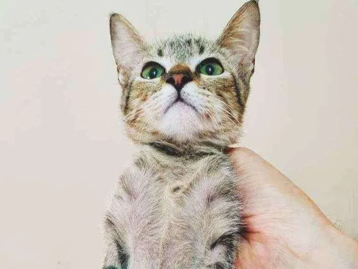 Gato raça SRD idade Abaixo de 2 meses nome JUJU TIGRADA