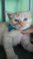 Fofito