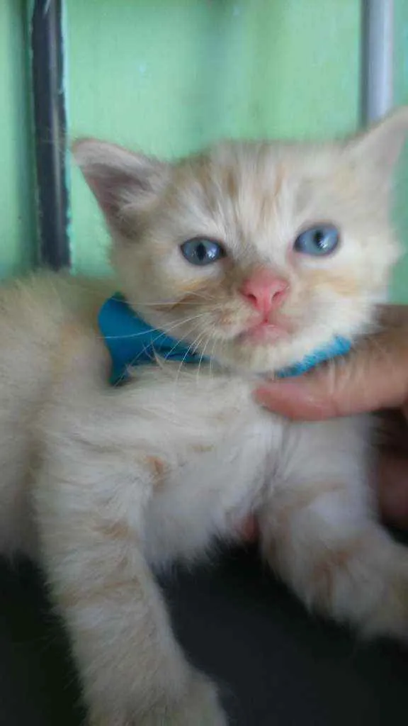 Gato ra a Diferente idade 2 a 6 meses nome Fofito