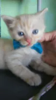 Fofito