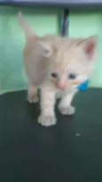 Fofito