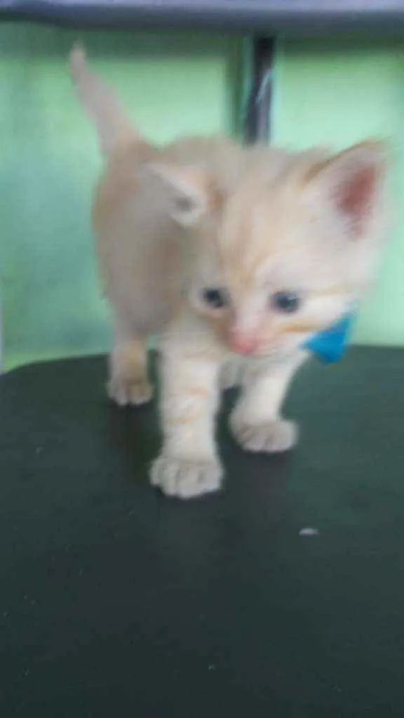 Gato ra a Diferente idade 2 a 6 meses nome Fofito