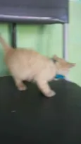 Fofito