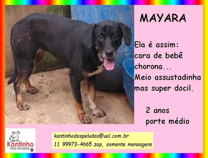Cachorro ra a SRD idade 2 anos nome Mayara